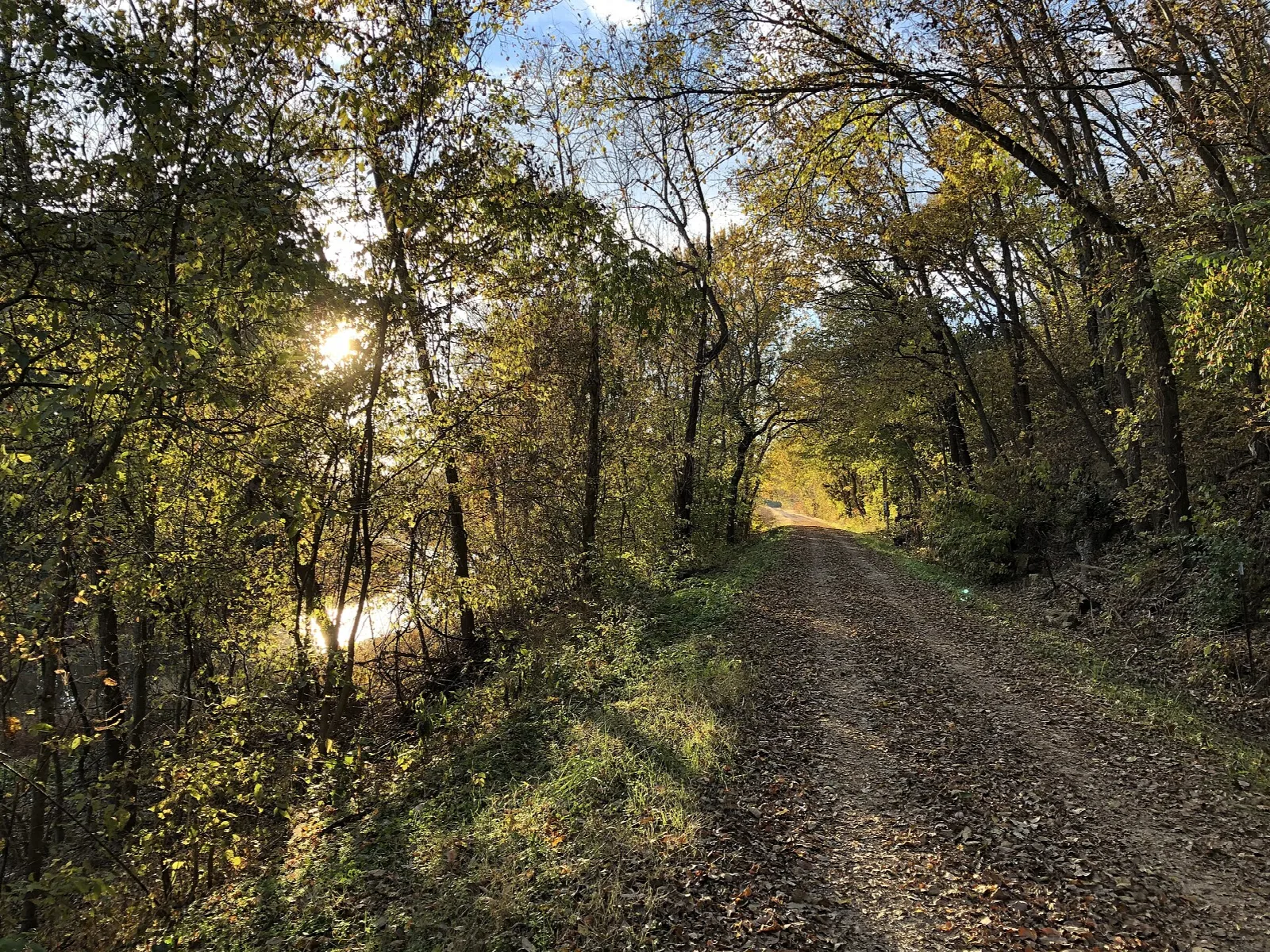 Dirt trail through autumn woods with low sun