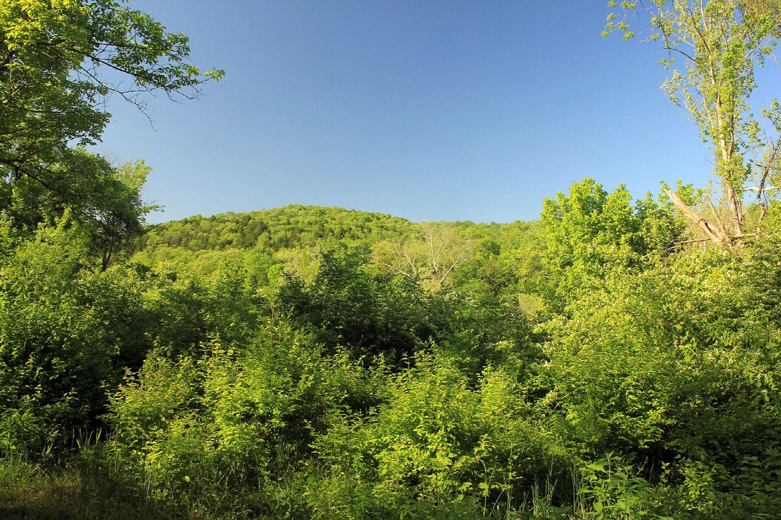 Green wooded hills under a blue sky with new spring leaves
