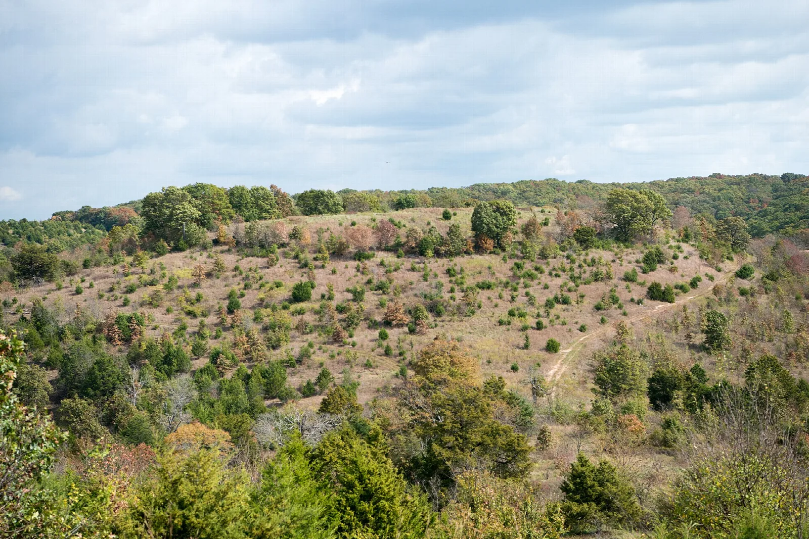 Open hillside with scattered cedars and trees under a cloudy sky