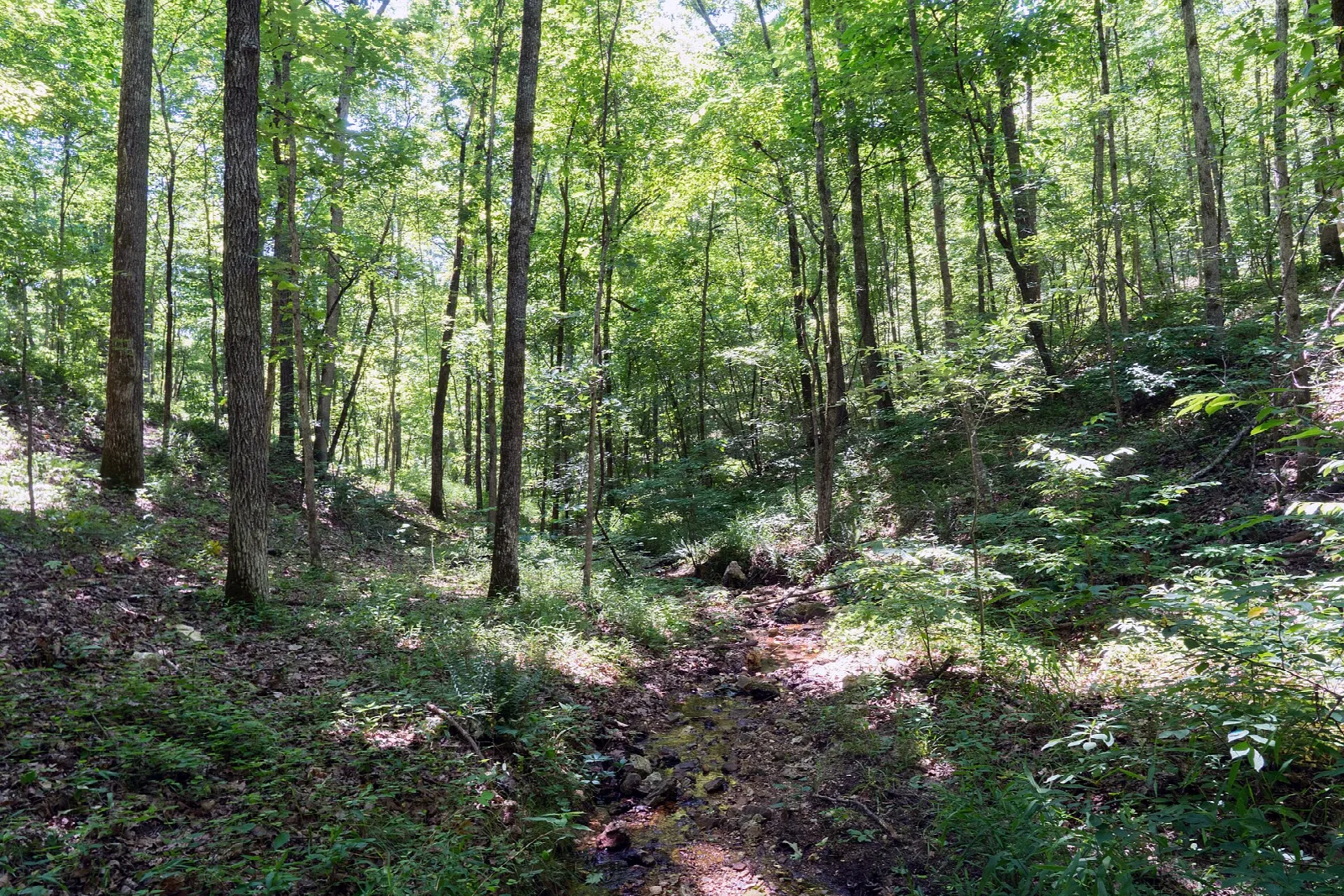 Narrow dirt trail through green summer woods