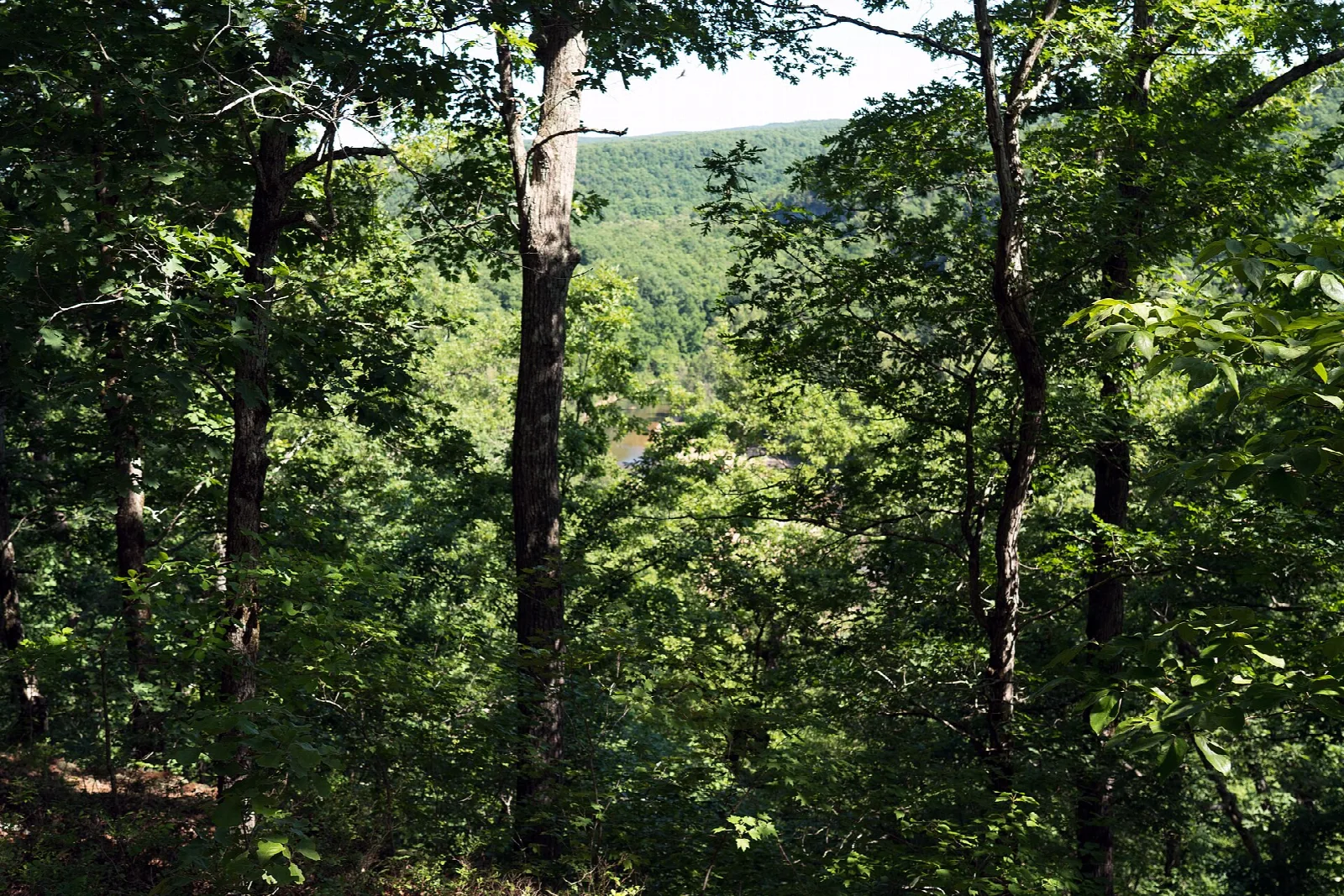 View through tall trees to a forested valley