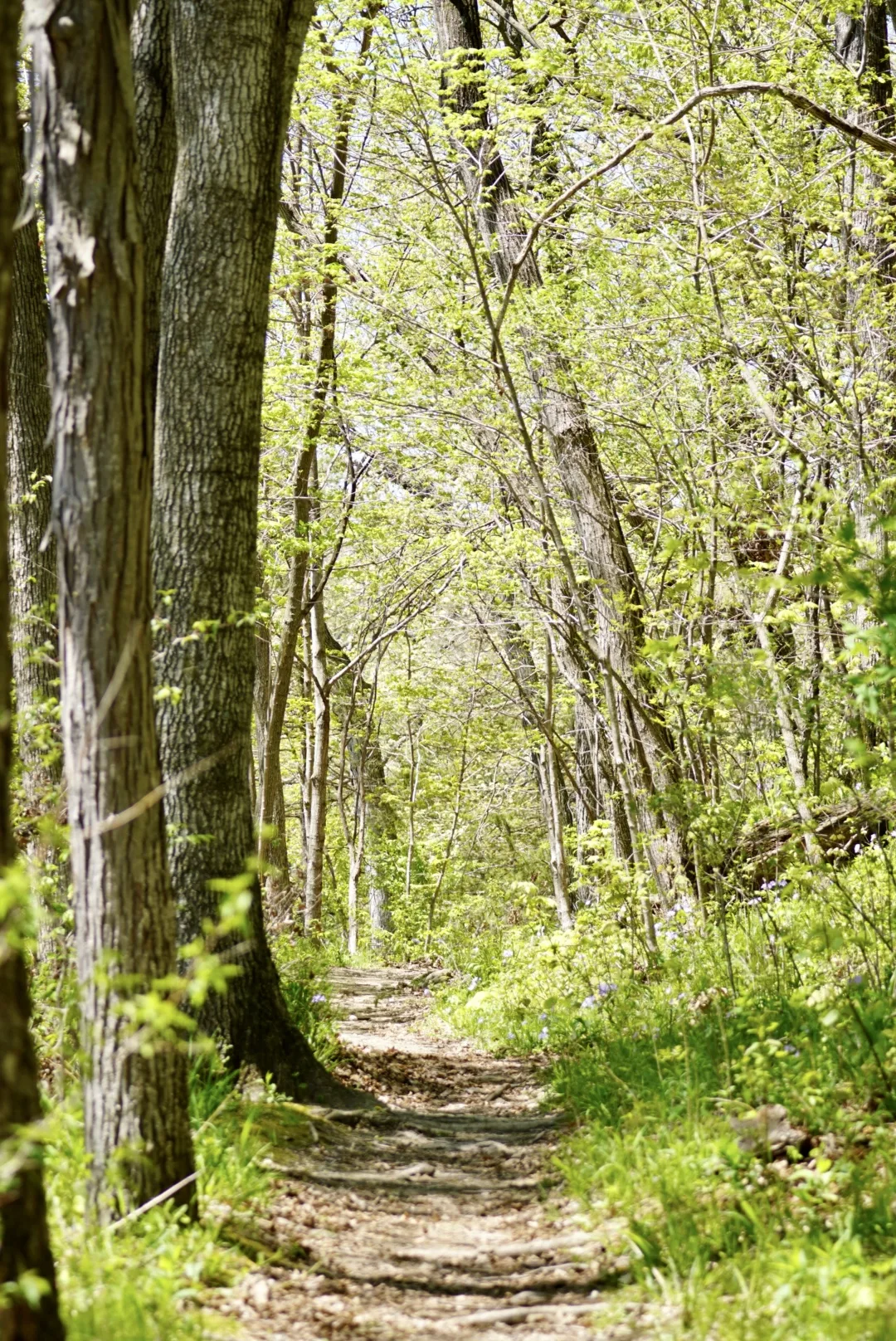Dirt hiking trail through leafy spring woods