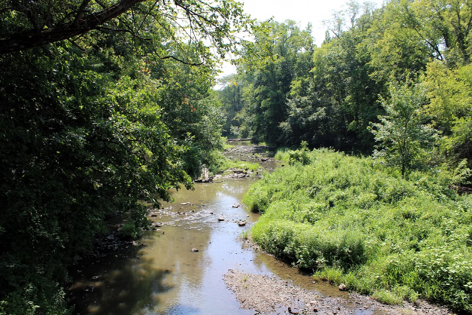 Shallow creek bending through green woods and brush