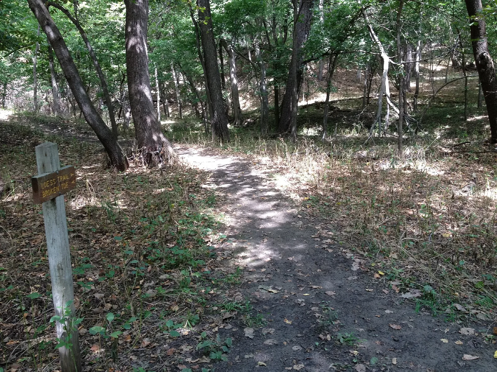 Dirt trail through woods with a wooden trail marker post