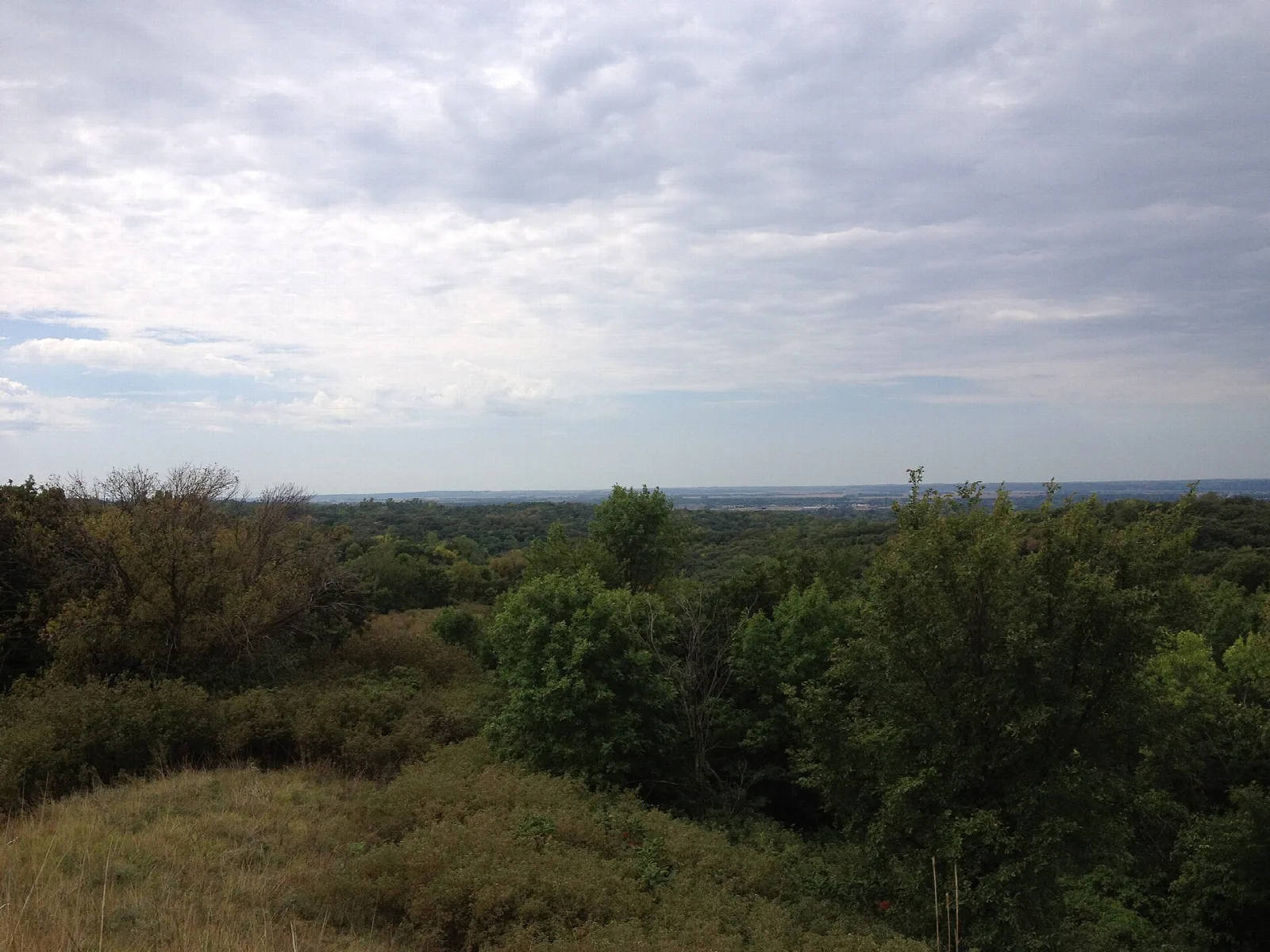 View over green treetops and brush under a cloudy sky