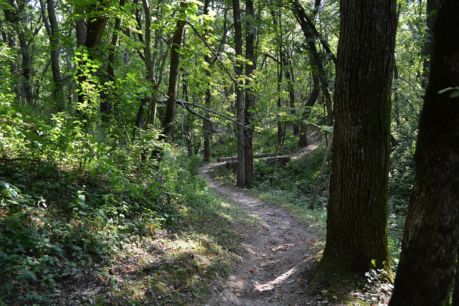 Narrow dirt trail winding through green woods