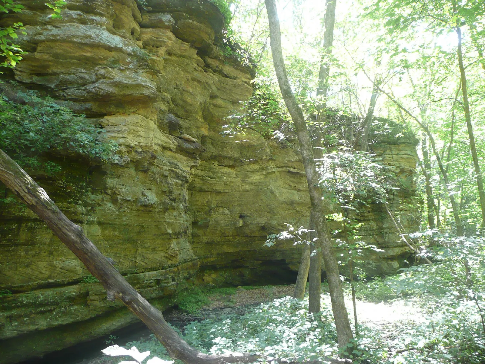 Layered sandstone canyon wall with green trees
