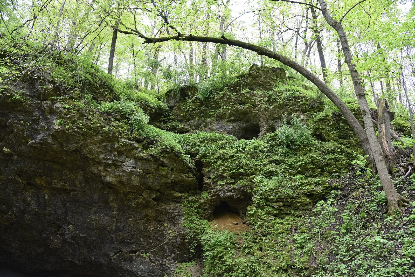 Mossy limestone bluff with a bent tree and woods behind
