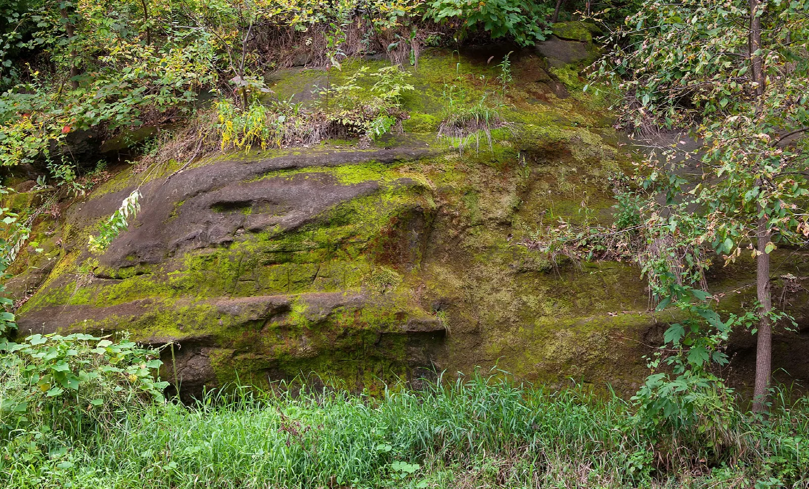 Moss-covered rock ledge among green grass and trees