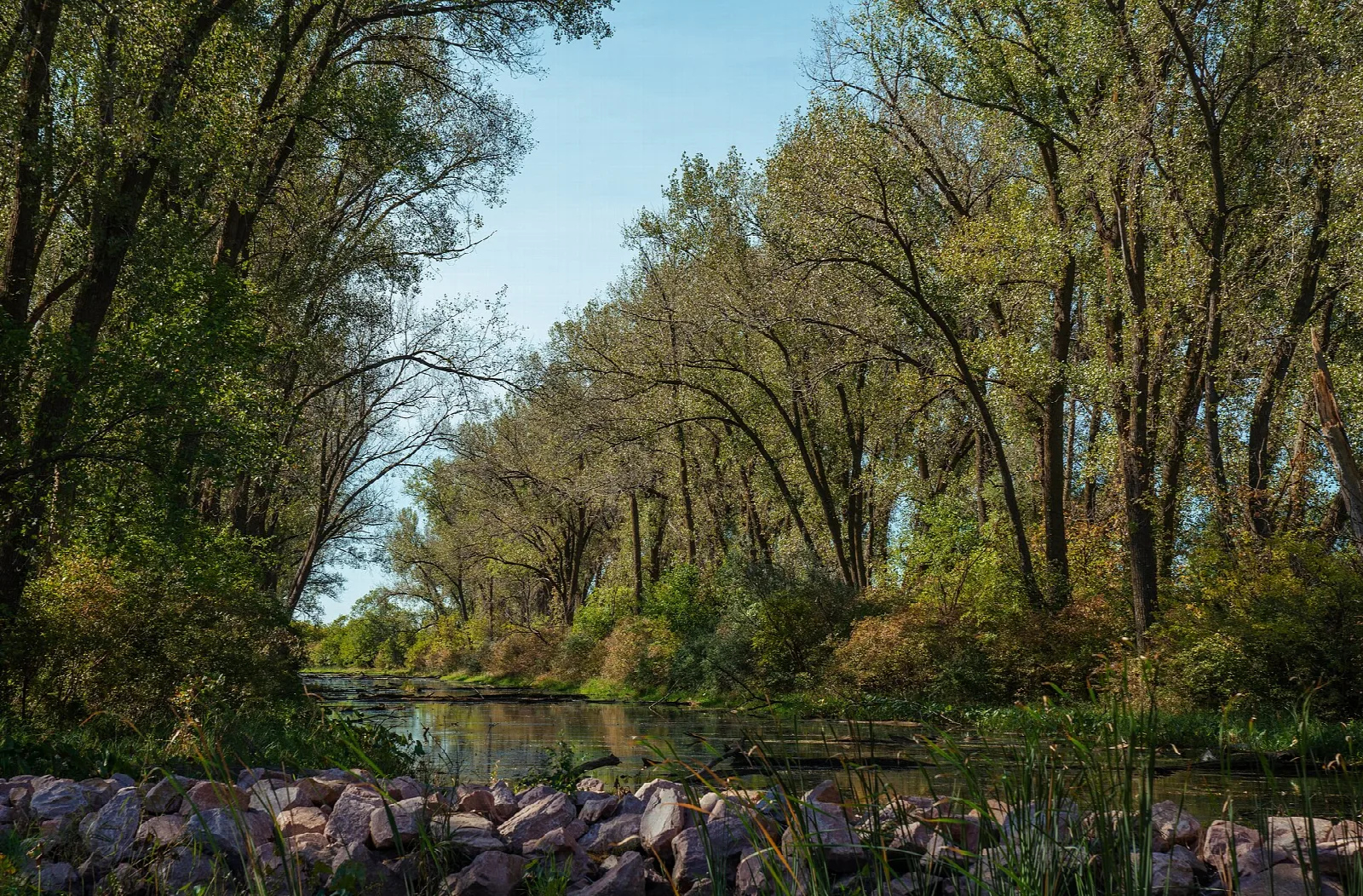 Tall trees along the edge of a lake with rocks at the water
