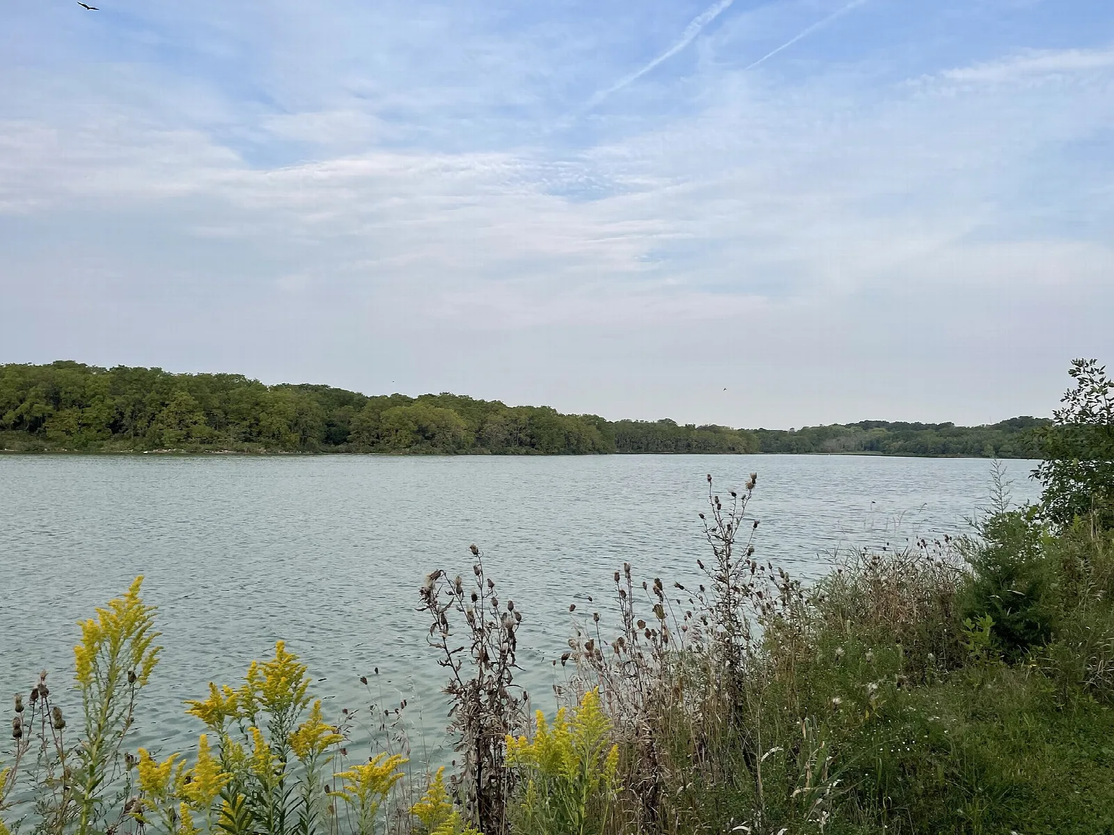 Calm lake with a tree-lined far shore, goldenrod in the foreground and a blue sky