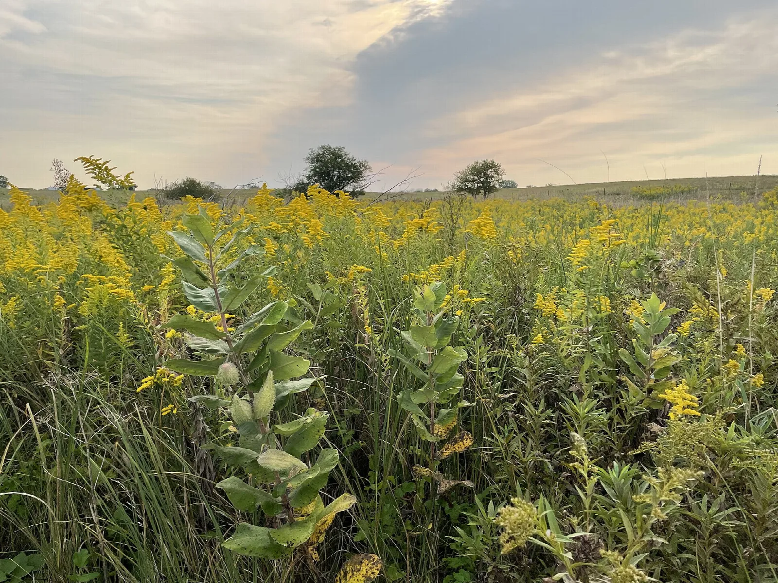 Yellow goldenrod and tall grass at a lakeshore under a pink and grey evening sky
