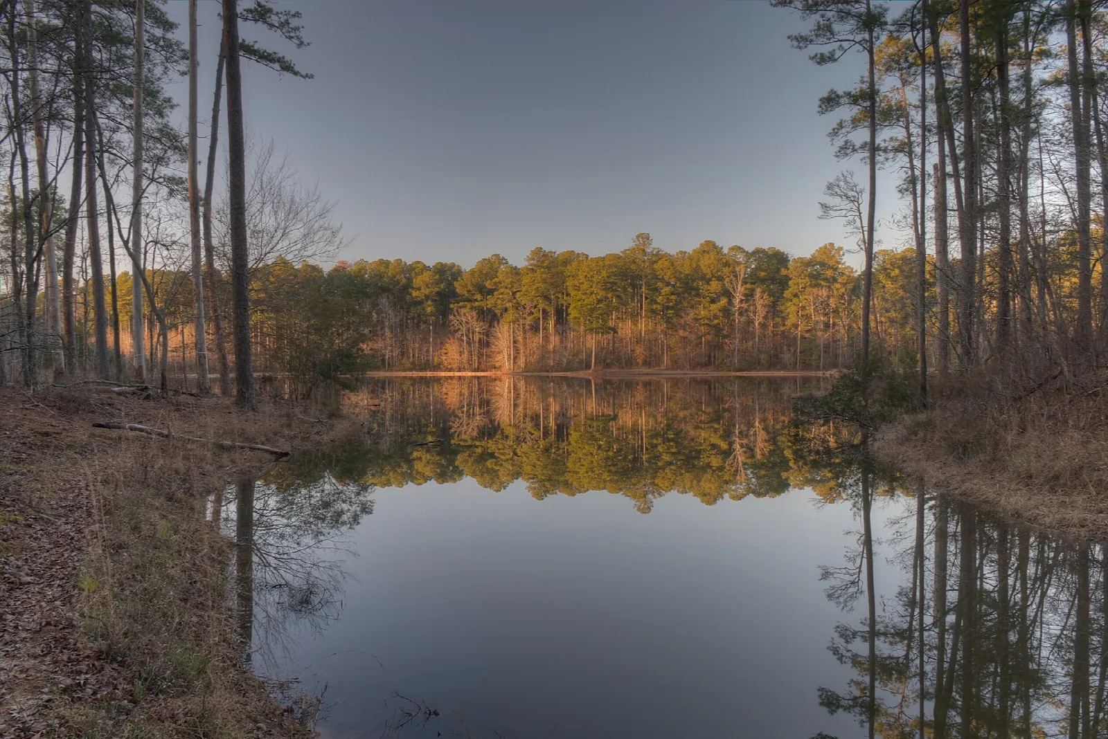 Still lake reflecting pine trees and a late-day sky