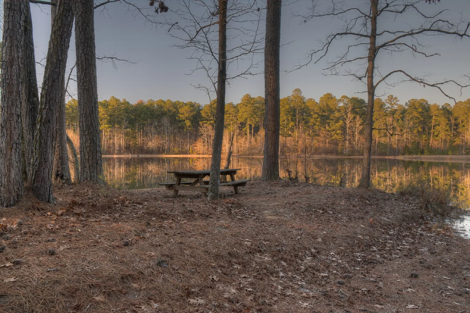 Picnic table on a lake shore among bare trees and pines