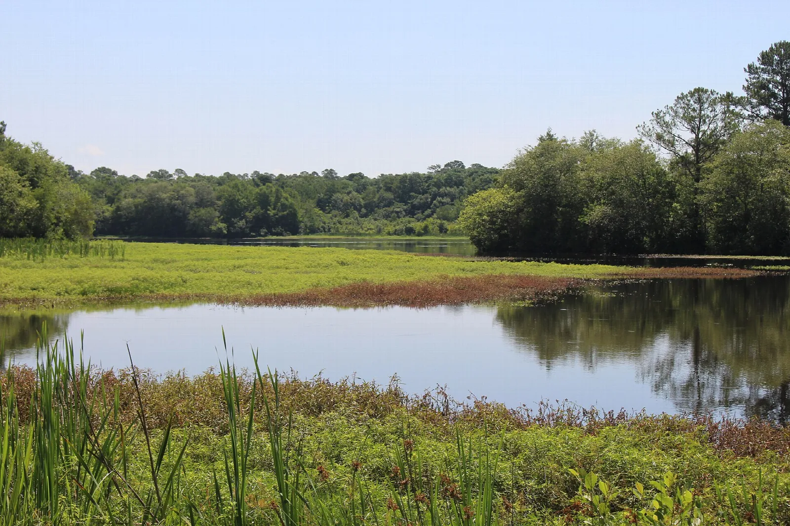 Lake edge with grass and reeds and trees across the water