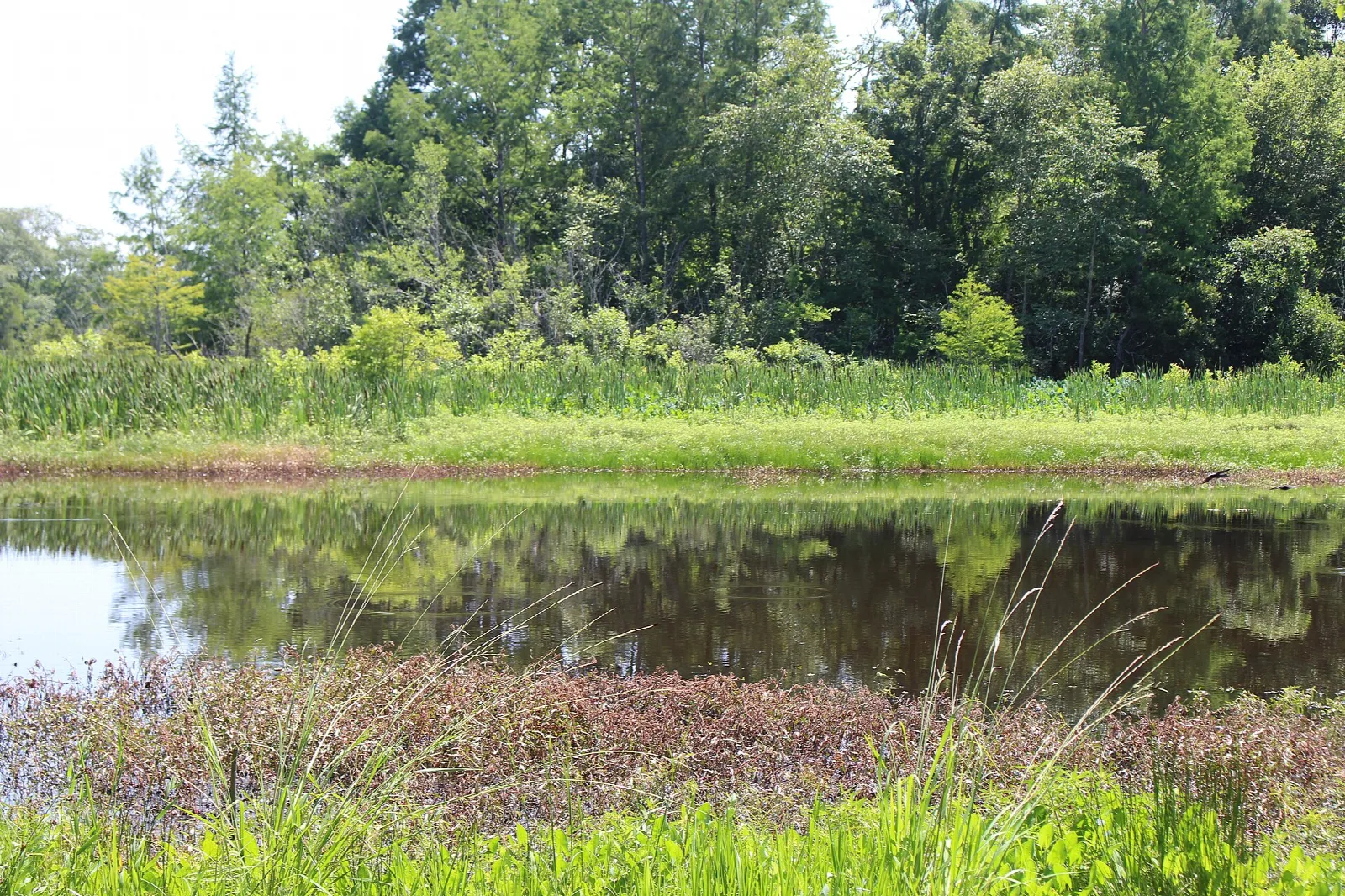 Wetland edge of a lake with tall green plants