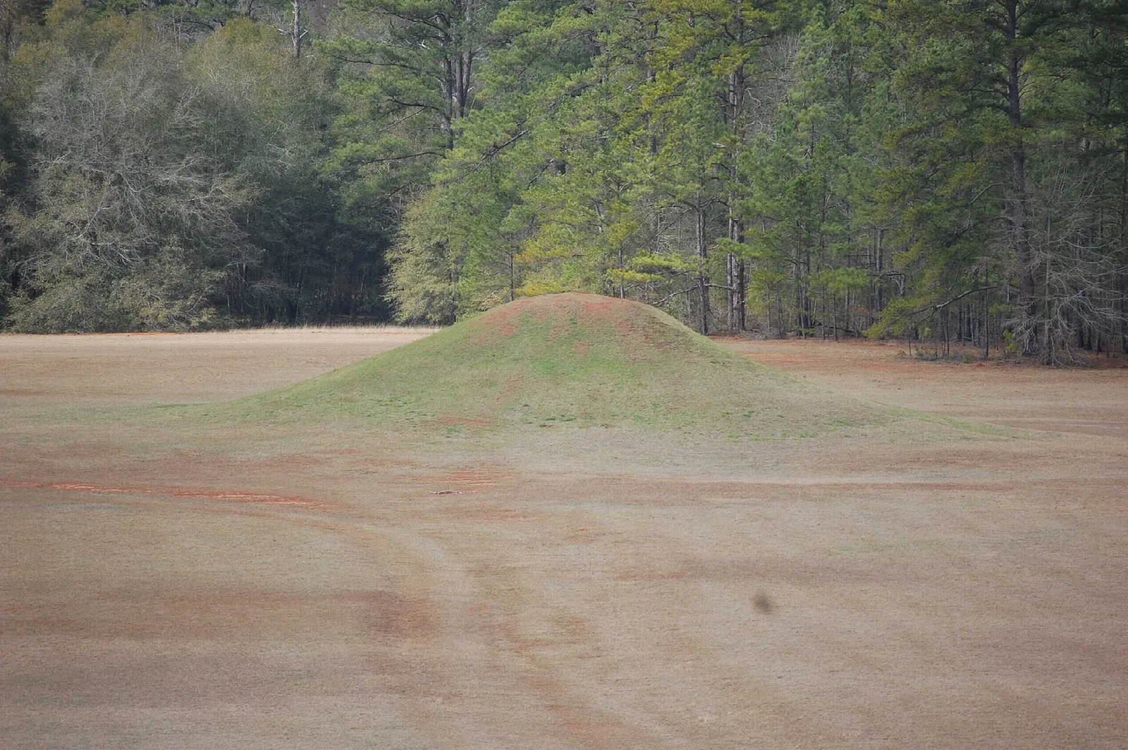 Small grassy mound at the edge of a pine forest