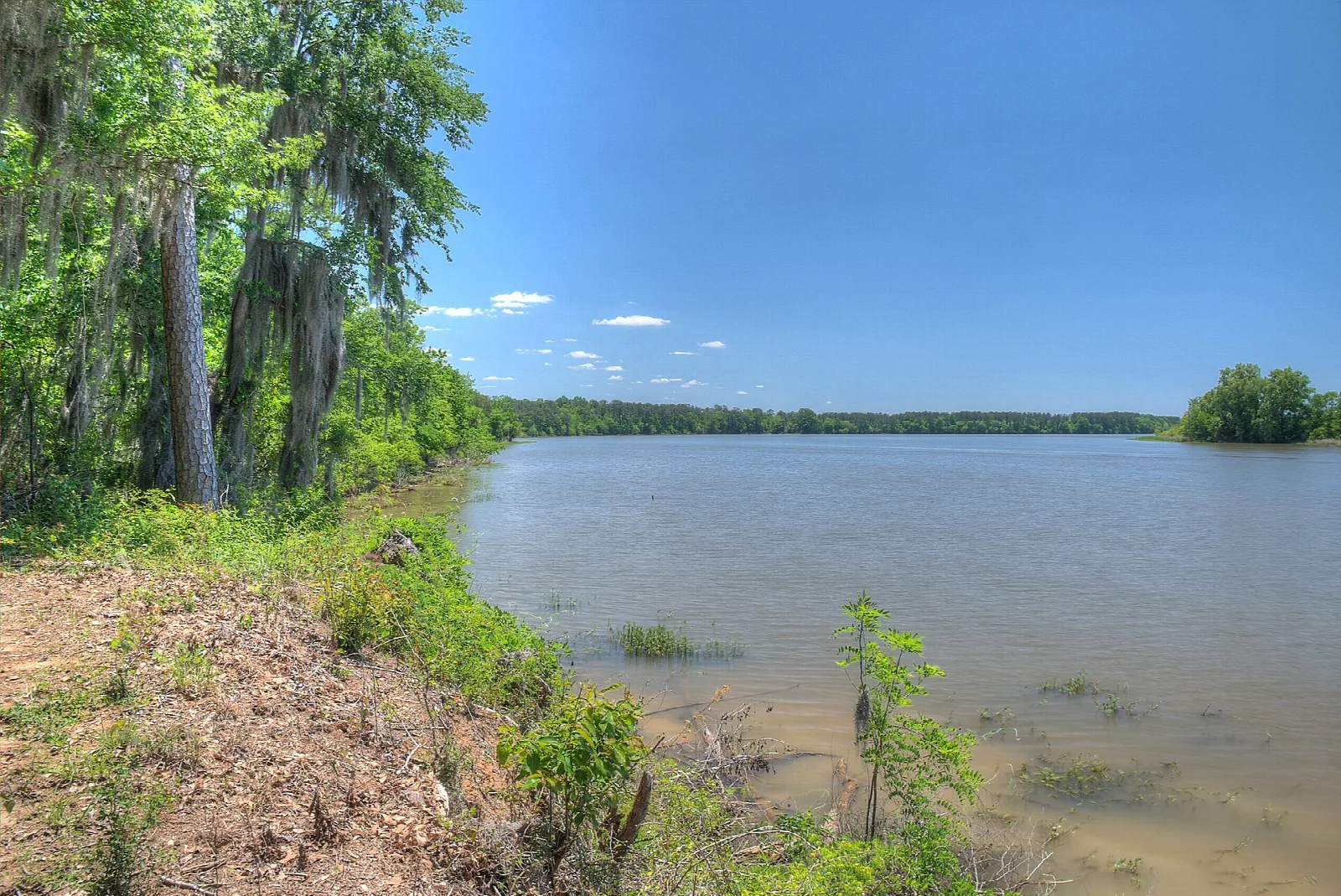 Broad lake seen from a bank with trees and moss