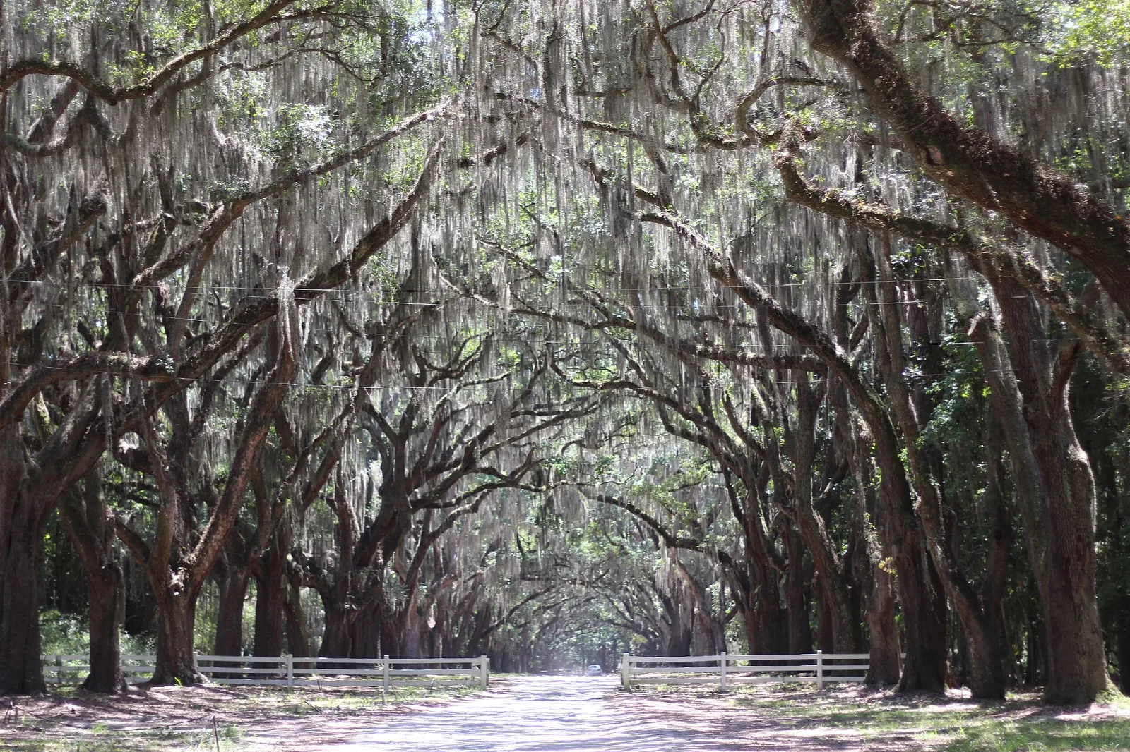 Arching live oaks with Spanish moss over a sandy road