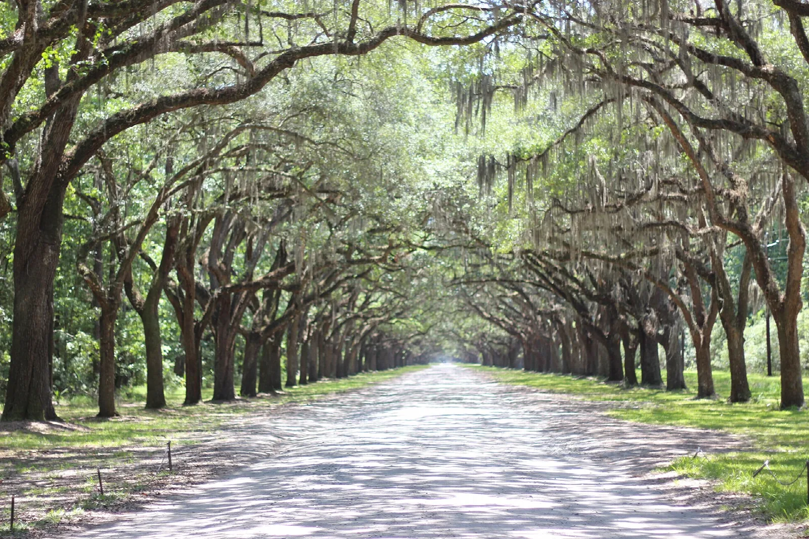 Dirt road running through a long tunnel of live oaks draped in Spanish moss