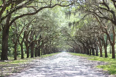 Wormsloe State Historical Site