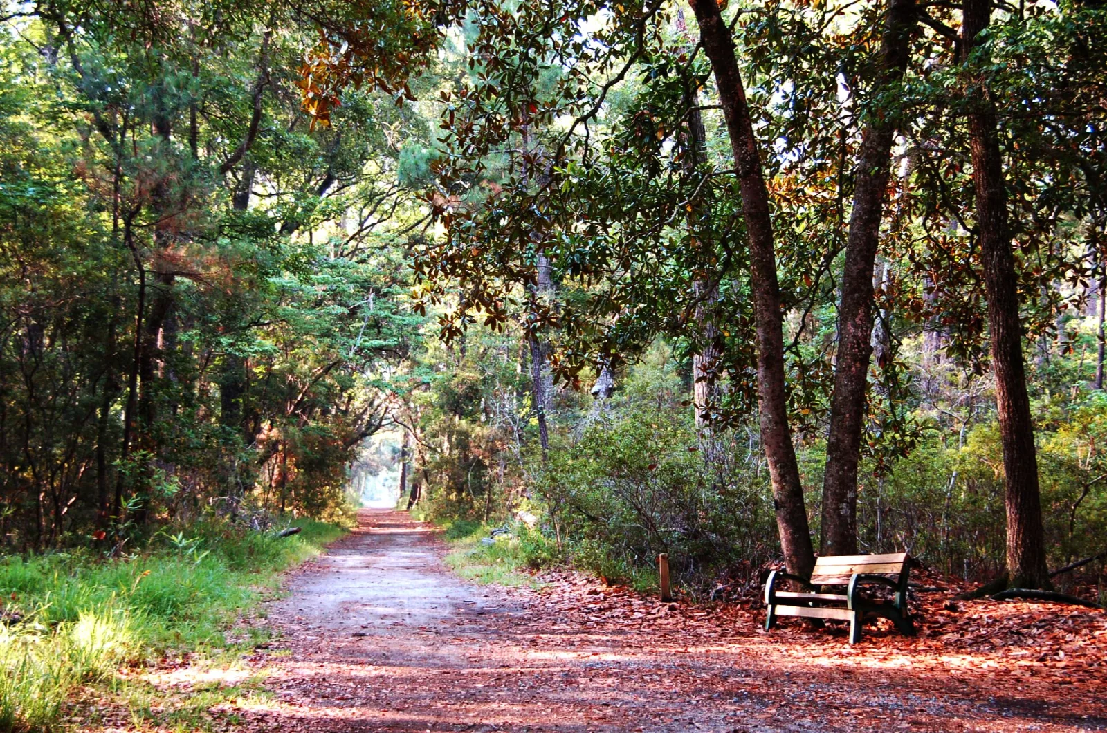 Dirt trail through shady woods with a wooden bench beside it and fallen leaves