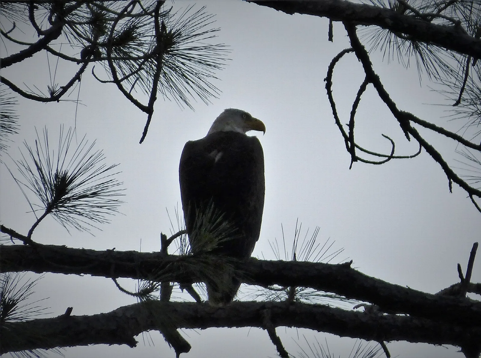 Bald eagle perched on a pine branch against a pale sky