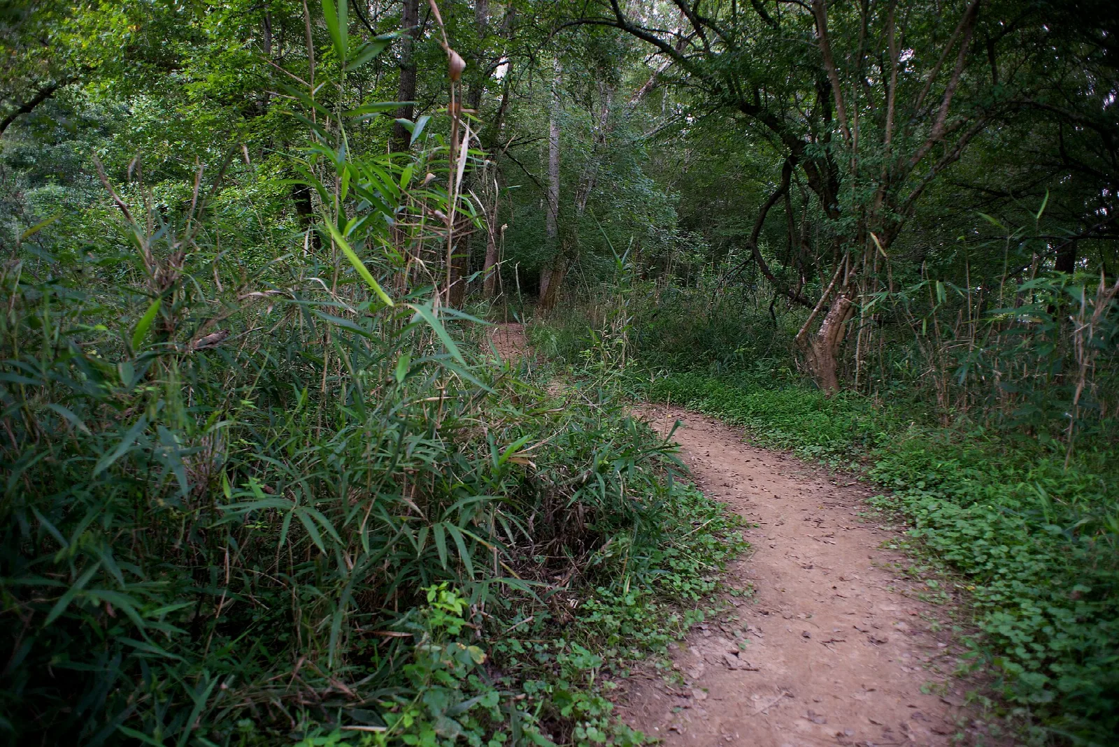 Dirt trail winding through green woods and tall grass