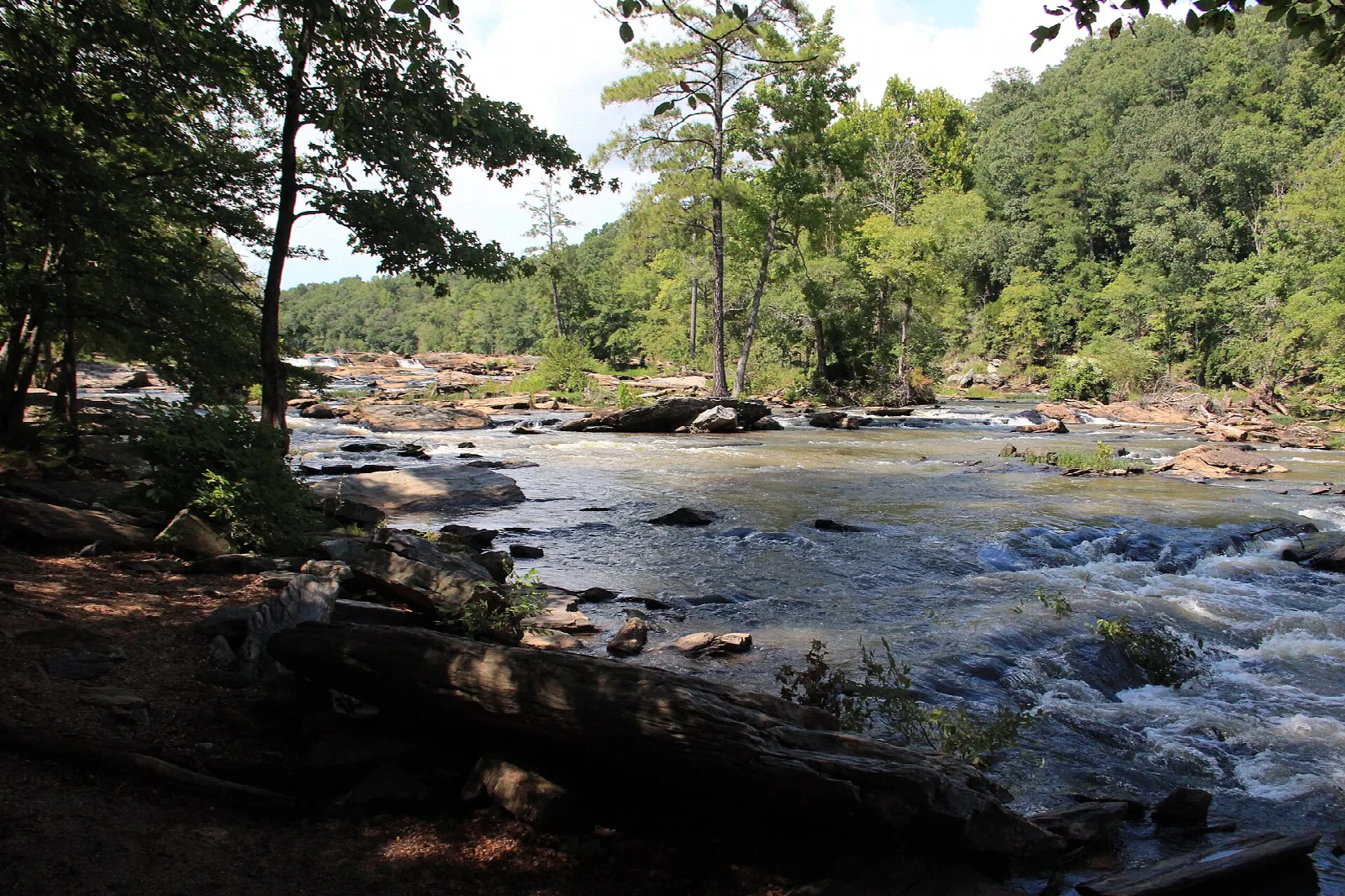 Creek rapids running over rocks through a green forest