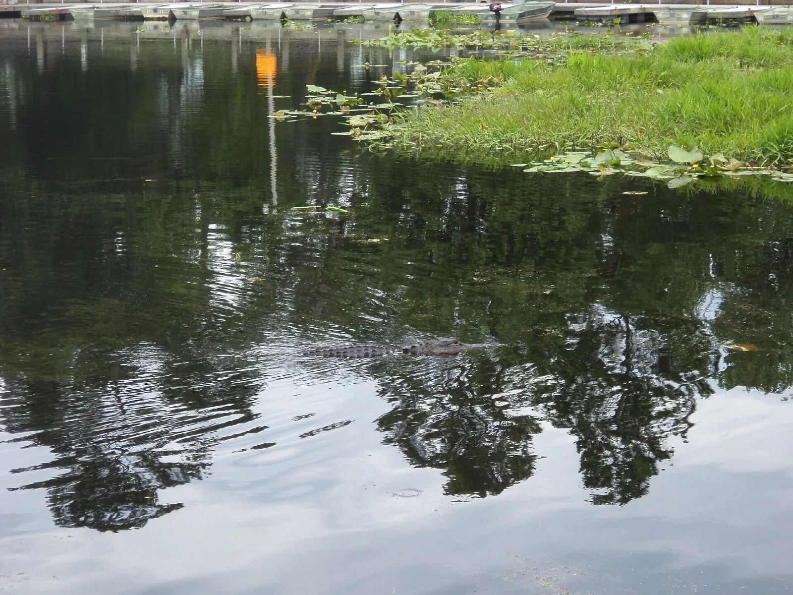 Dark still water reflecting trees with grass at the far edge