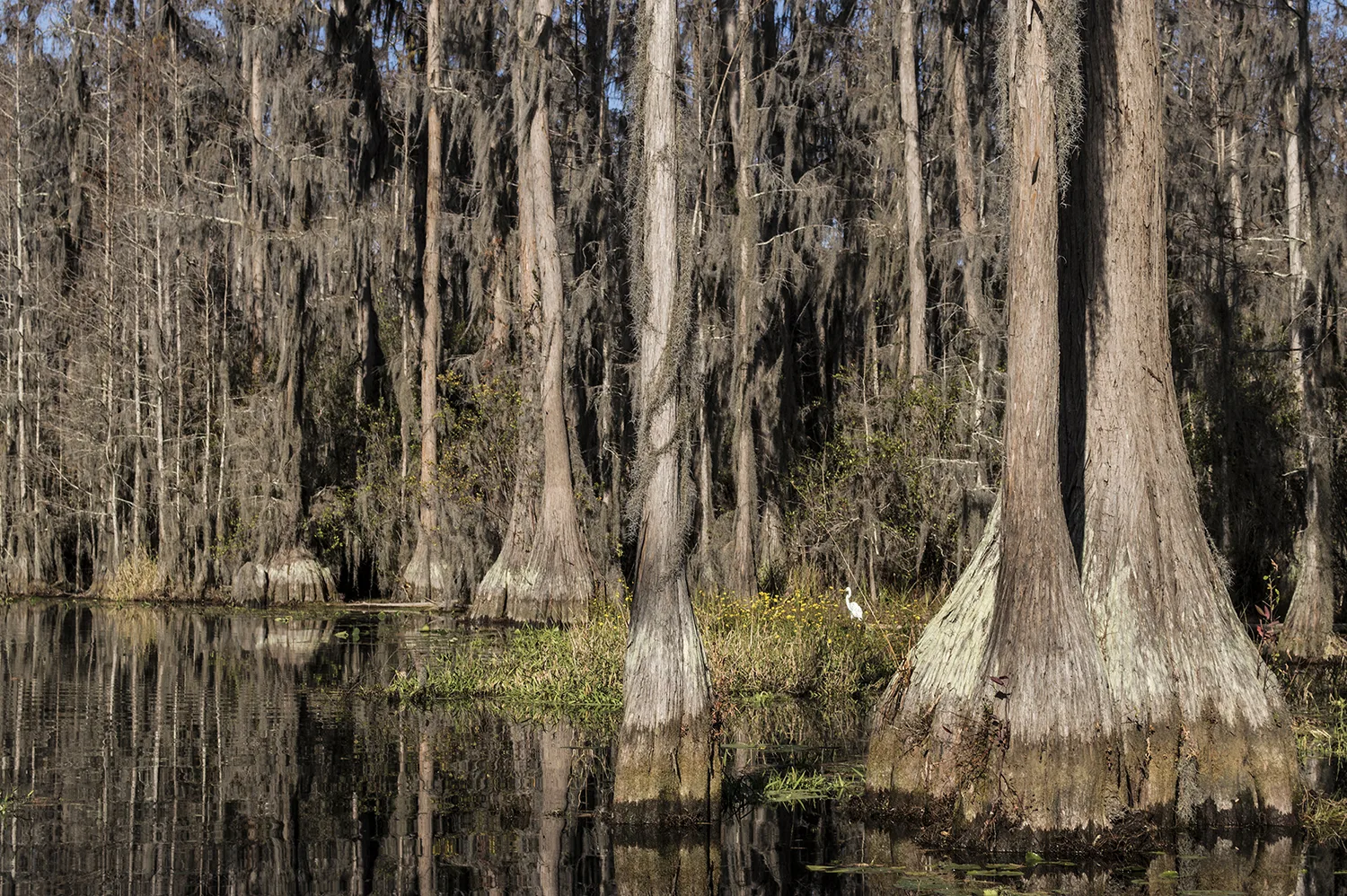 Tall cypress trunks standing in dark swamp water with hanging moss