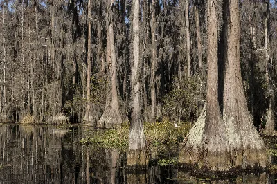 Stephen C. Foster State Park