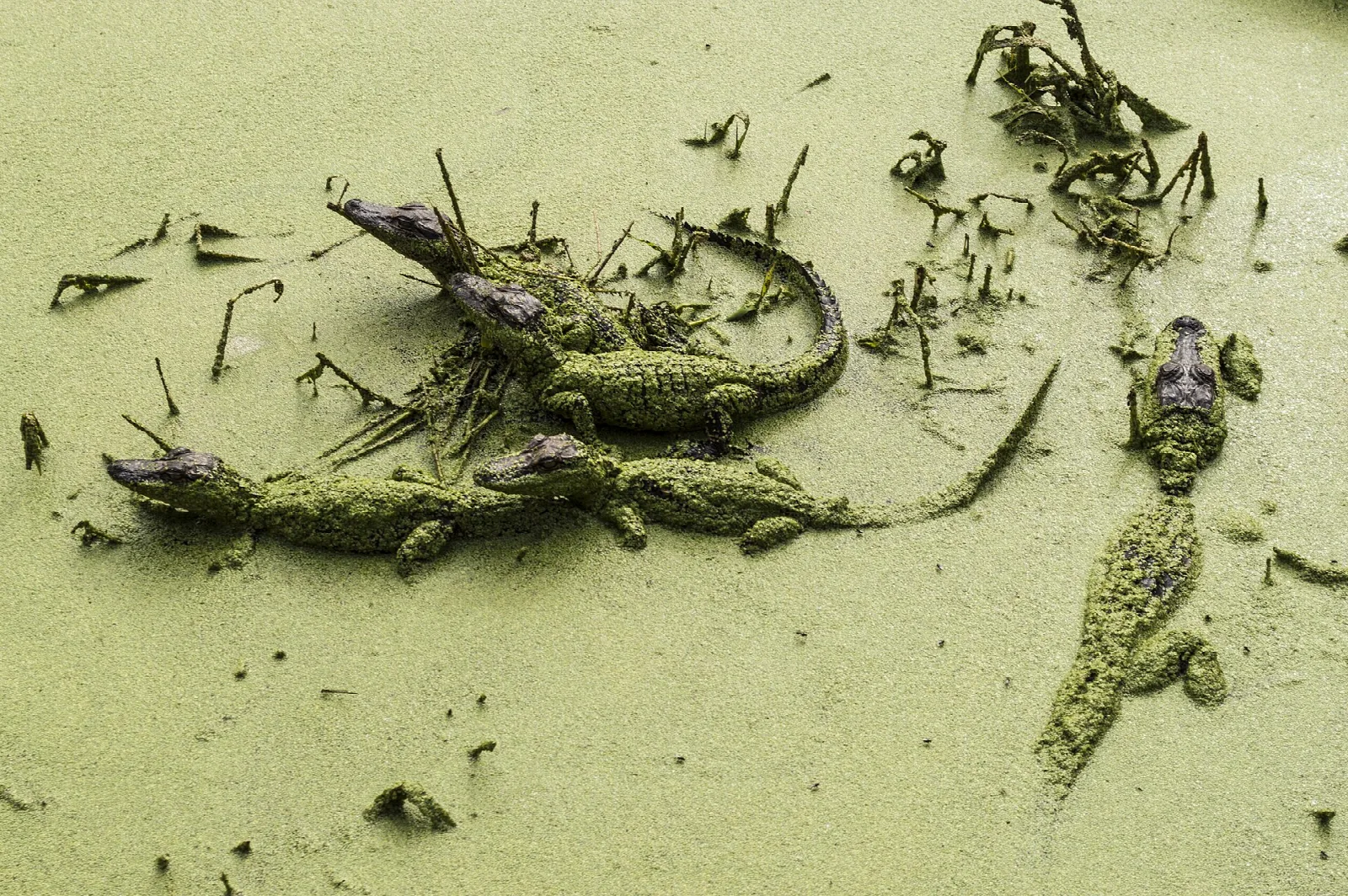 Several small alligators resting on green duckweed