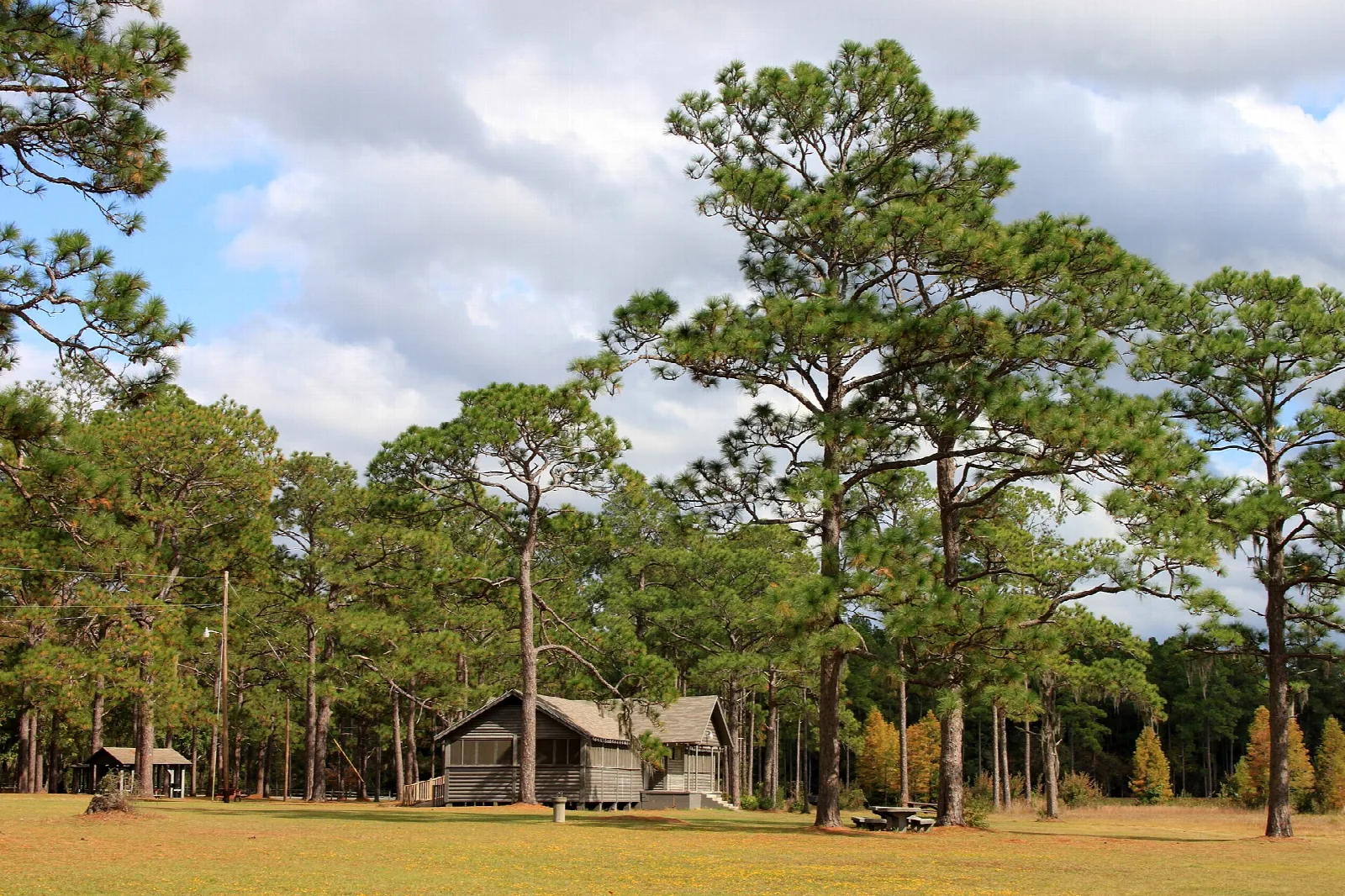 Small cabin at the edge of a grassy clearing among tall pines