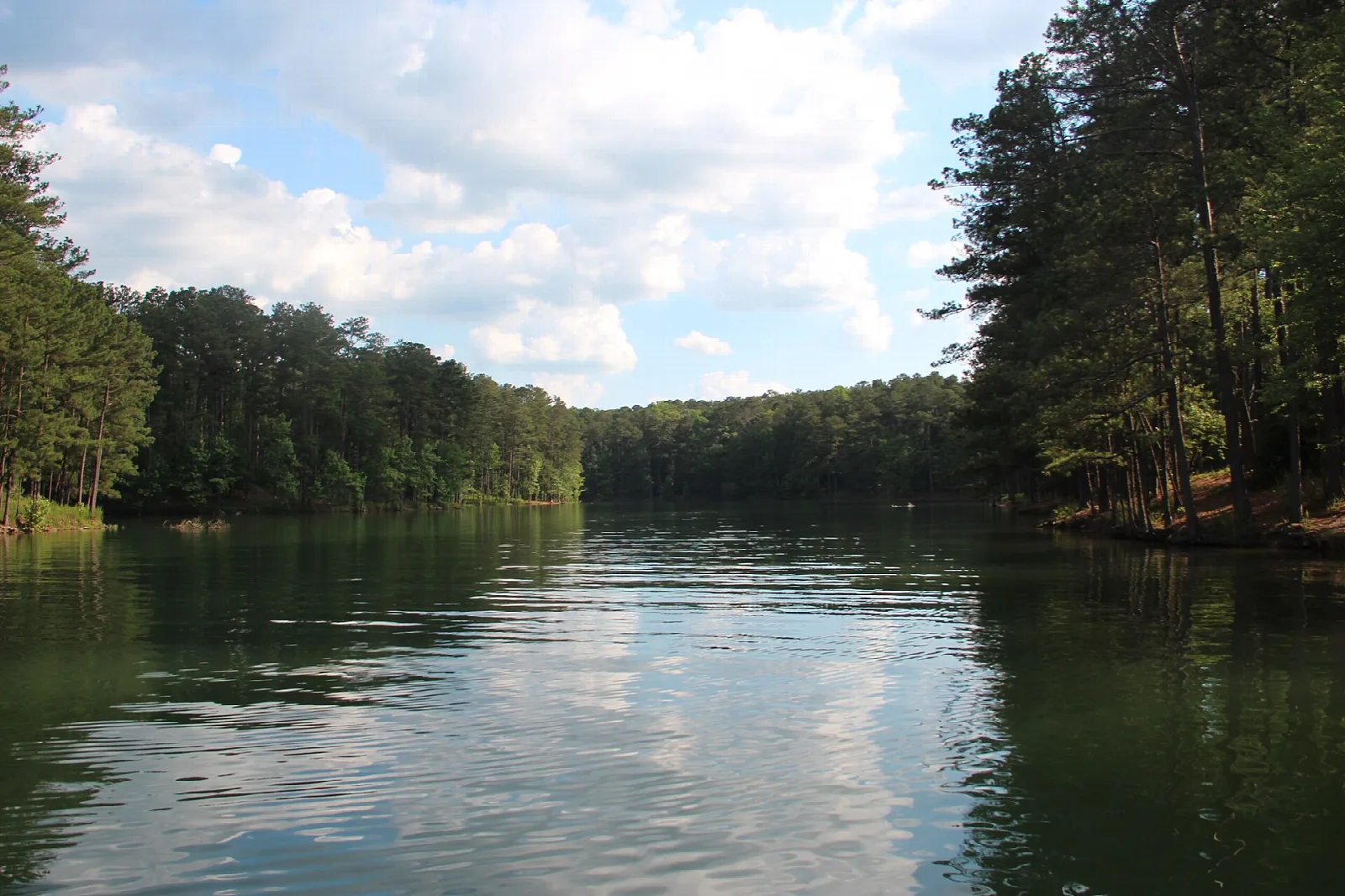 Calm lake framed by tall pines under a blue sky with clouds