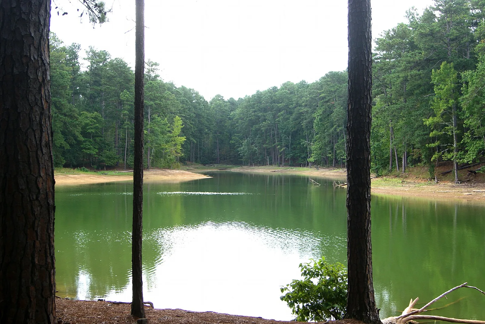 Green lake cove seen between tall pine trunks