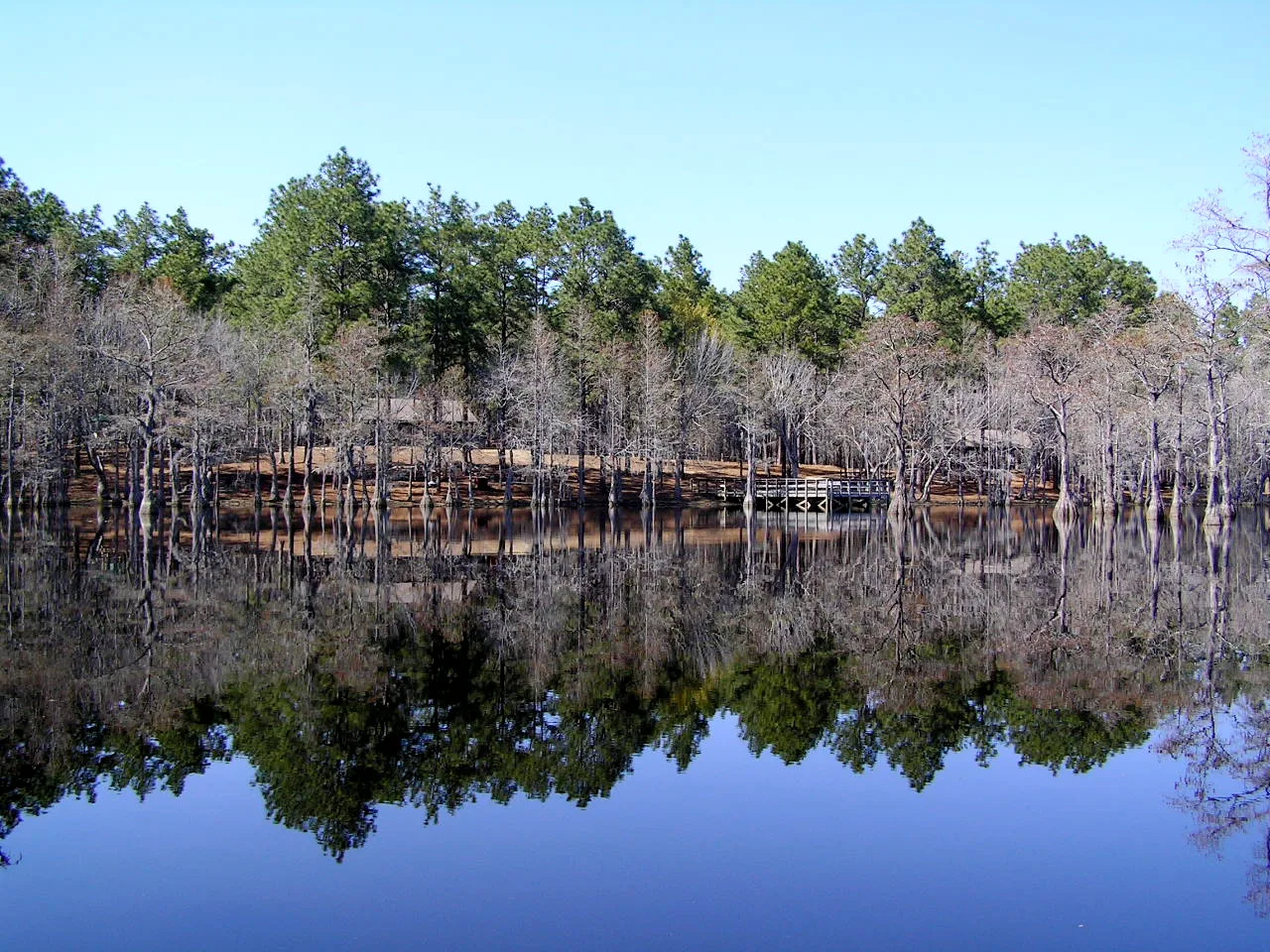 Bare cypress trees reflected in still blue pond water