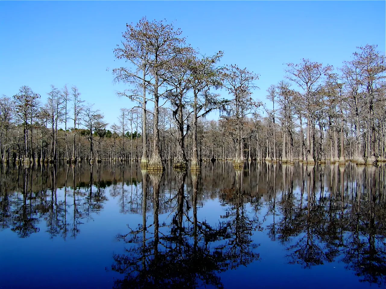Cypress trees standing in flooded water with a clear blue sky reflected