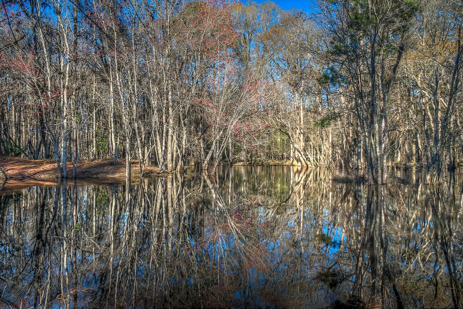 Still water reflecting bare trees along a swampy river