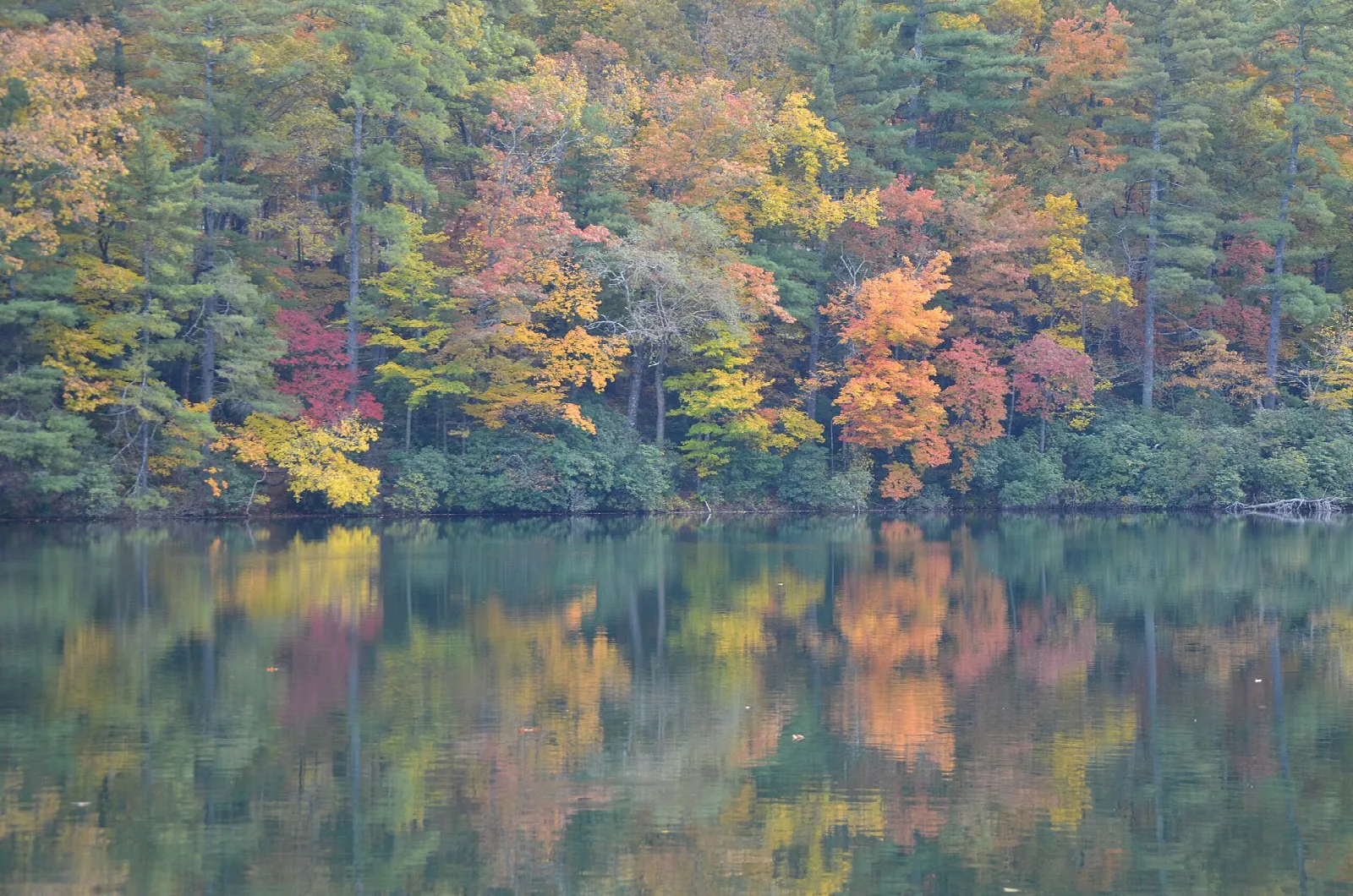 Fall-colored forest reflected in a still lake