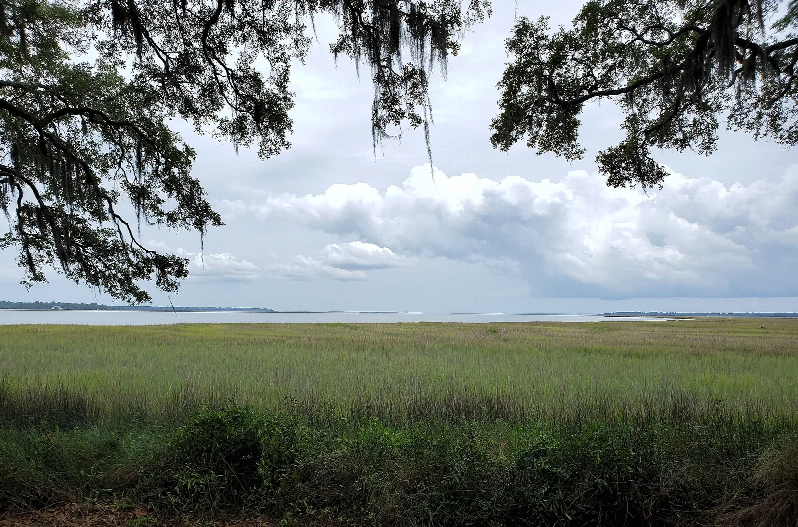 Salt marsh grass with water and a cloudy sky beyond, framed by oak branches