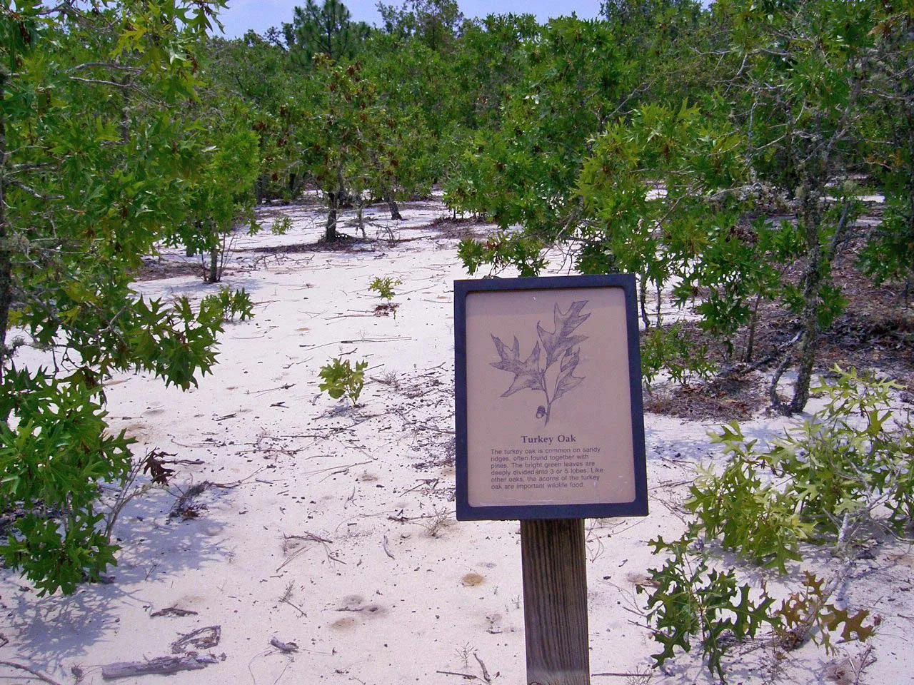 Small oaks growing in white sand with an interpretive sign