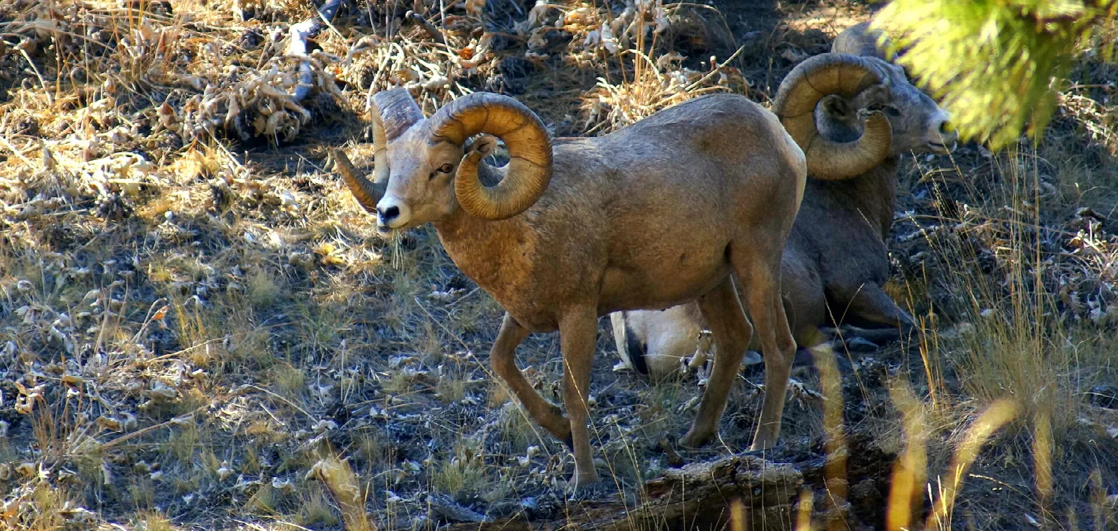 Two bighorn rams grazing on dry grass