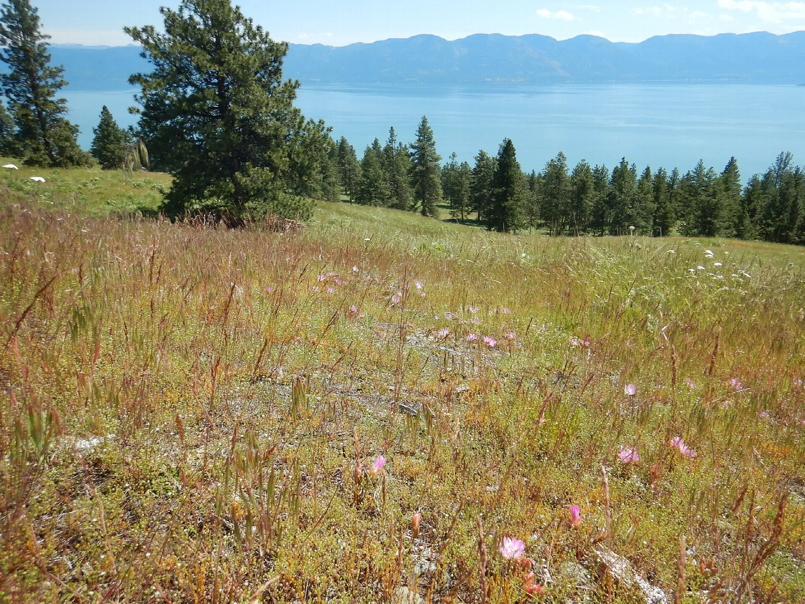 Grassy hillside with pines above Flathead Lake and distant mountains