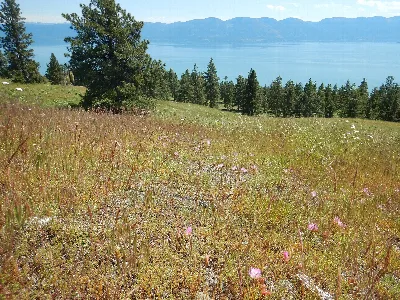 Wild Horse Island