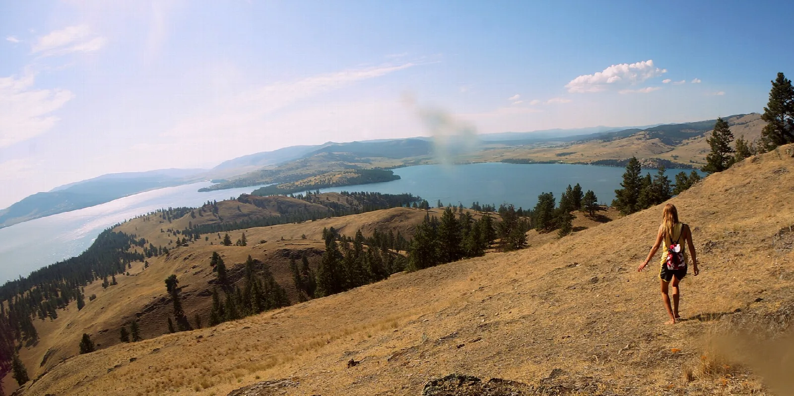 Hillside of dry grass and pines sloping down to Flathead Lake