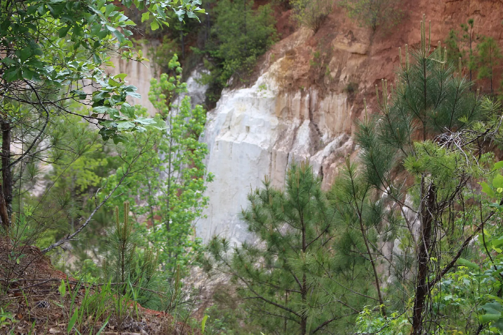White and red canyon wall seen through pine trees