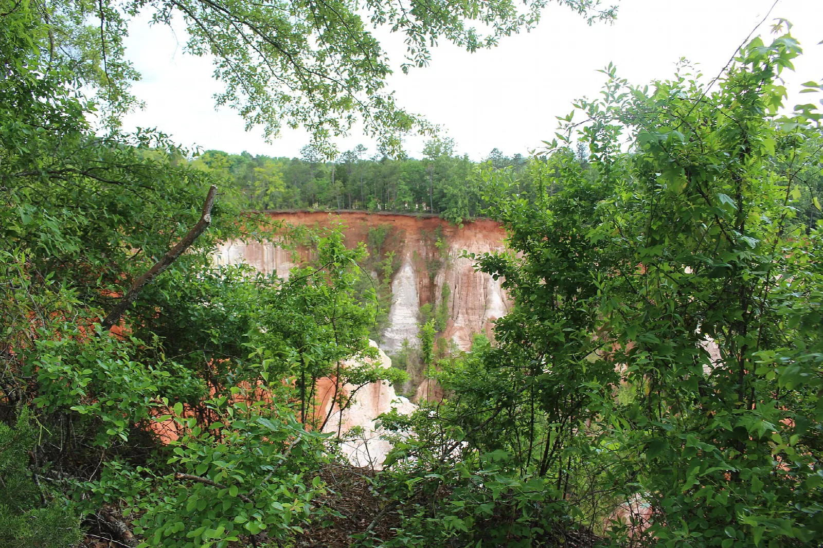 Canyon wall glimpsed through leafy trees