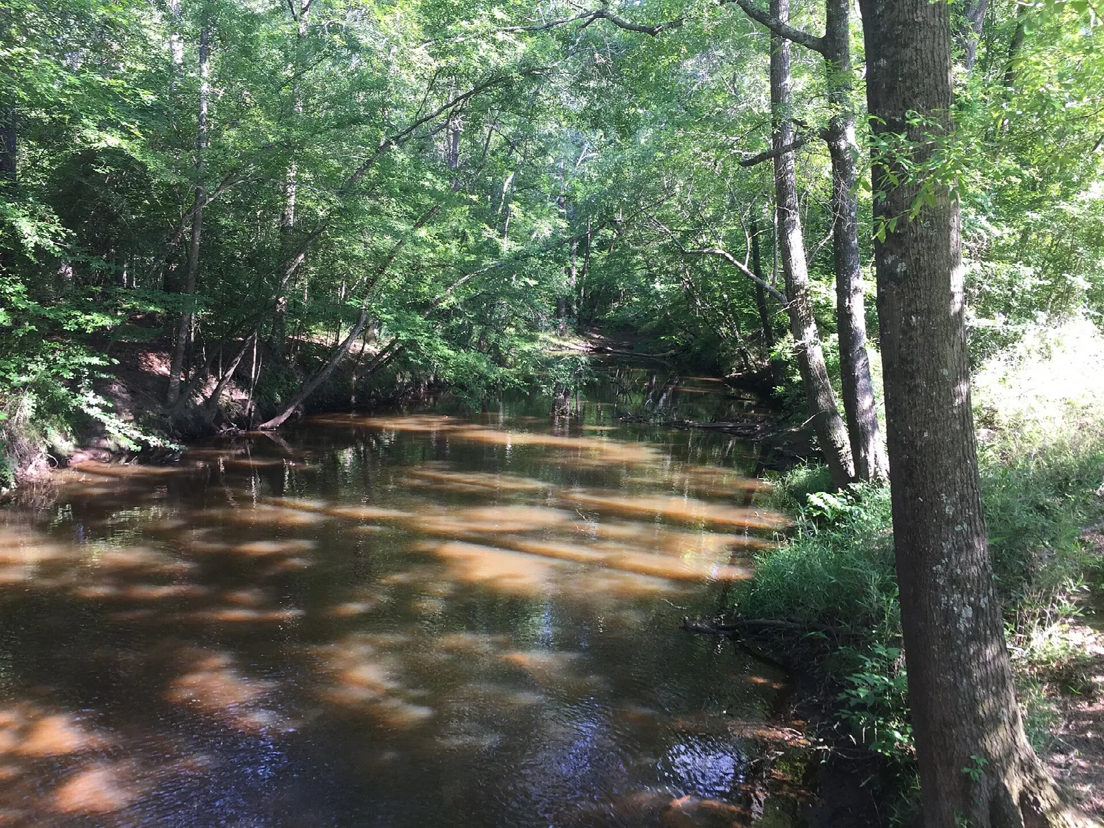 Slow creek flowing between green trees