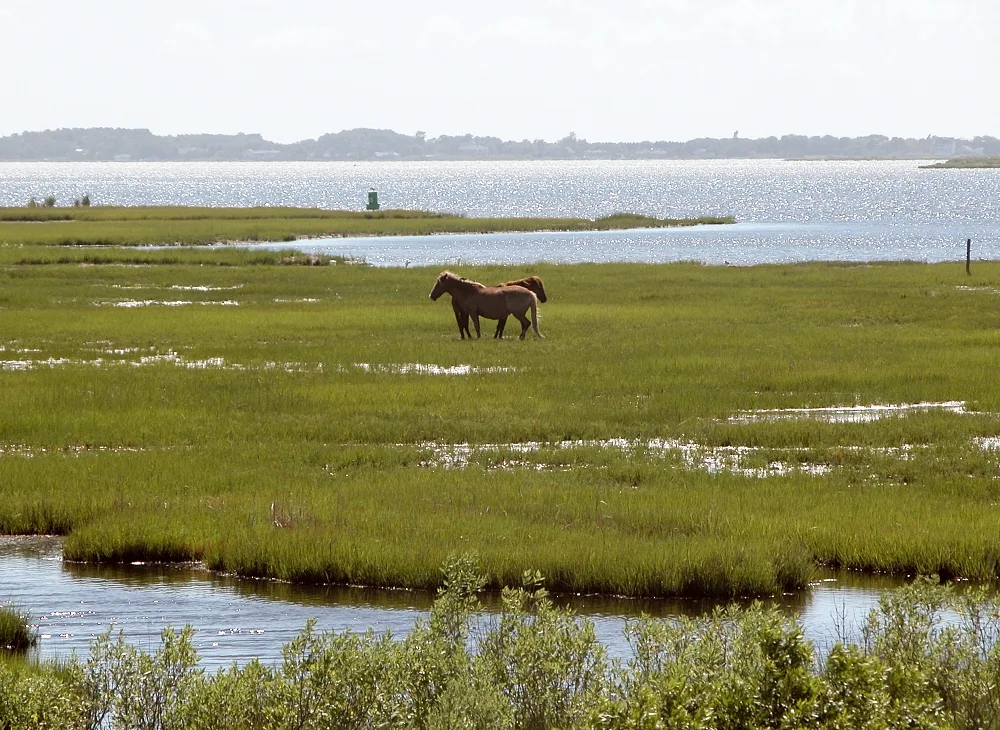 A wild horse grazing in green marsh grass beside calm bay water